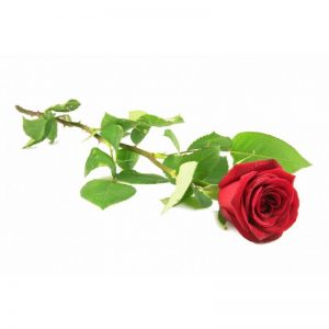 Czerwona róża, którą można zamówić z dostawą pod wskazany adres